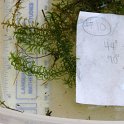 SITE10 slender WATERWEED